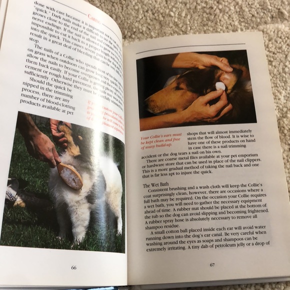 A New Owners Guide to Collies-an everything you need Collie dog book - Picture 7 of 10